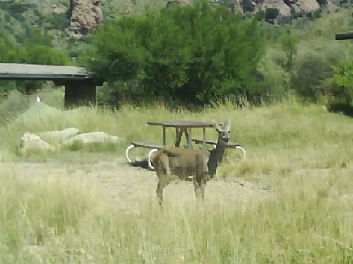 023 Big Bend NP Campsite Deer  6th Sept 2010.jpg